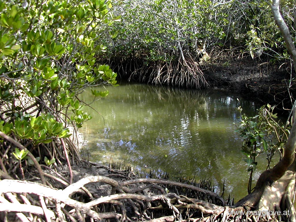 basin mangrove forest